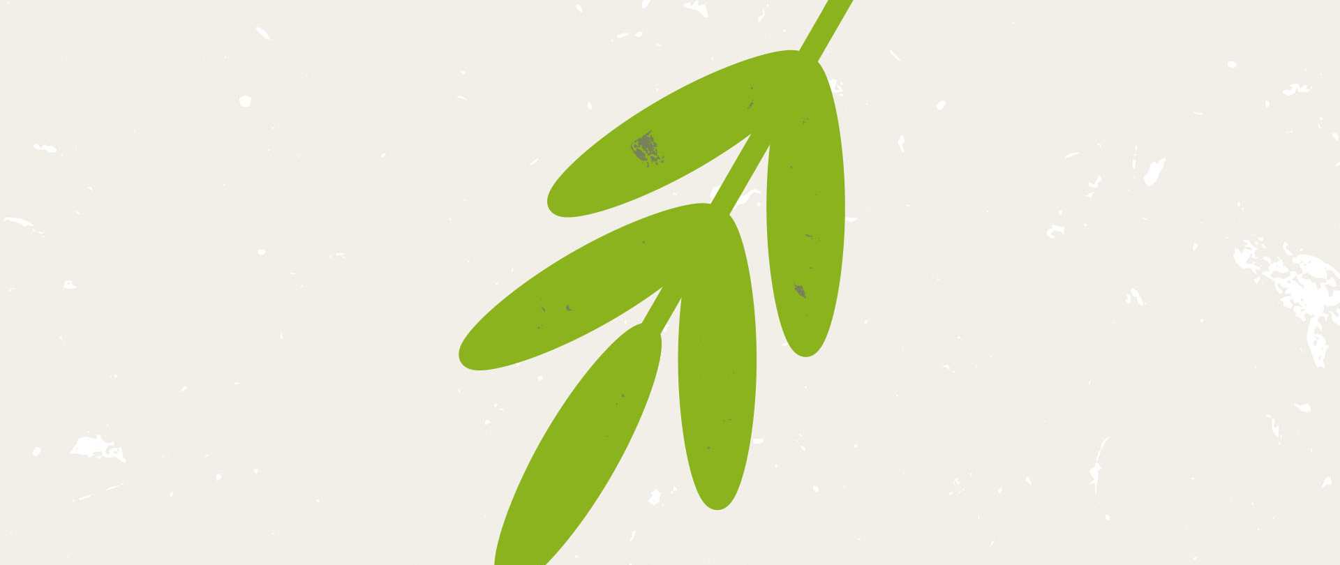 Herb illustration