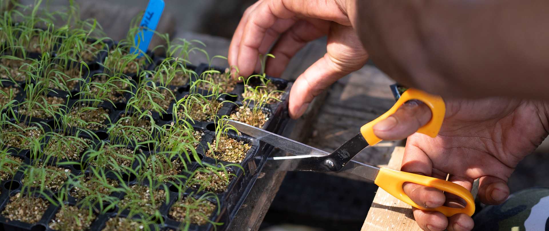 Hands tending to seedlings