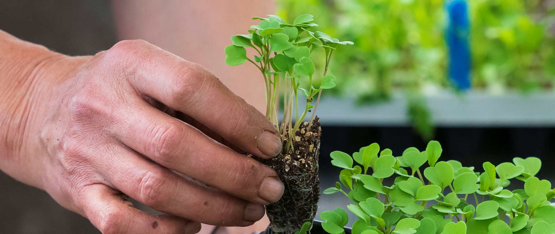 Hands tending to seedlings